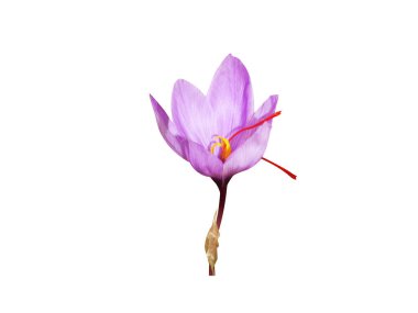 Crocus sativus or autumn crocus flowers isolated on white background clipart