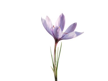 Crocus sativus or autumn crocus flowers isolated on white background clipart