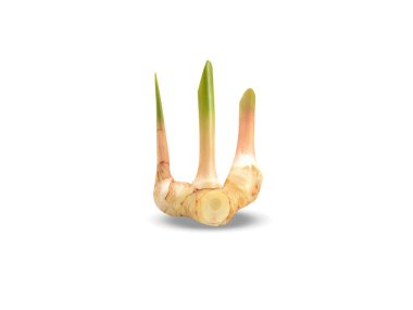 Cheilocostus speciosus or Crepe ginger roots isolated on white background clipart