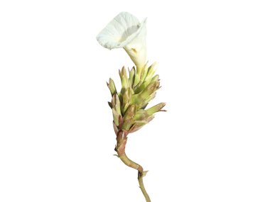 Cheilocostus speciosus or Crepe ginger flower isolated on white background clipart