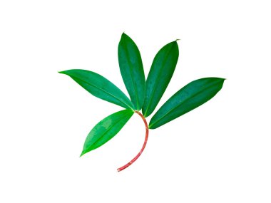 Cheilocostus speciosus or Crepe ginger leaves isolated on white background clipart