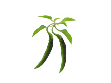 Beyaz arka planda izole edilmiş Capsicum Annuum veya tatlı chilli