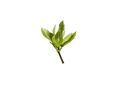 Myrica cerifera or Morella cerifera leaves isolated on white background clipart