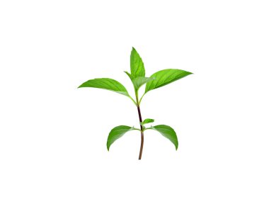 Ocimum kilimandscharicum or camphor basil plant isolated on white background clipart