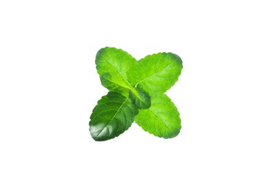 Ocimum Kilimandscharicum veya kafur fesleğen yaprakları beyaz arkaplanda izole