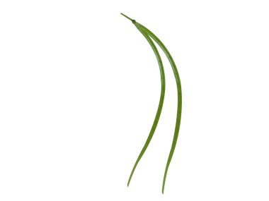 Senna tora veya Cassia tora beyaz arka planda izole edildi