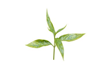 Andrographis paniklemiş ya da acı yaprakların kralı beyaz arka planda izole edilmiş.