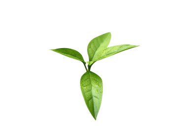 Andrographis paniklemiş ya da acı yaprakların kralı beyaz arka planda izole edilmiş.