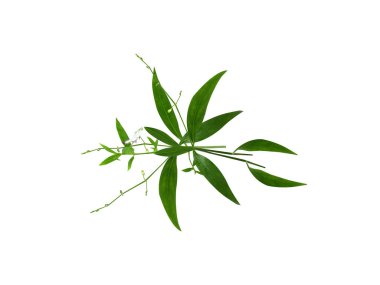 Andrographis paniklemiş ya da acı yaprakların kralı beyaz arka planda izole edilmiş.