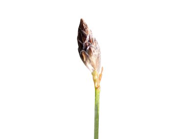 Scirpus or club rush flowers isolated on white background clipart