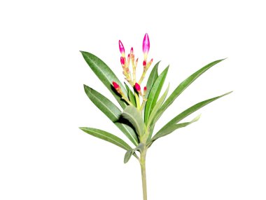 Nerium oleander or rosebay flowers isolated on white background clipart