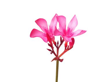 Nerium oleander or rosebay flowers isolated on white background clipart