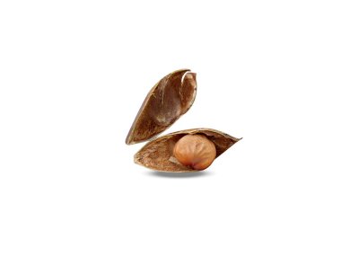 Pongamia or Pongamia pinnata seeds isolated on white background clipart