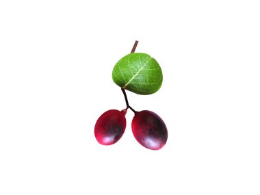 Carissa carandas or Bengal currant fruits isolated on white background clipart