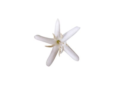 Beyaz zemin üzerinde izole kahve ya da Arap kahve çiçeği