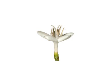 Beyaz zemin üzerinde izole kahve ya da Arap kahve çiçeği