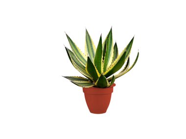 Agave americana ya da yüzyıl bitkisi beyaz arka planda izole