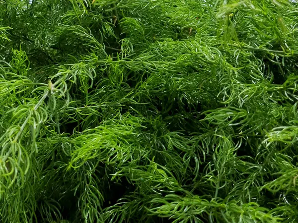 Kuşkonmaz racemosus veya musali bitkisi