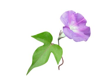 Ipomoea hederacea or ivyleaf morning glory flowers isolated on white background clipart