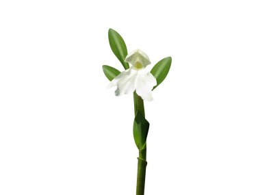 Roscoea ya da kakoli bitkisi ve çiçekler beyaz arka planda izole edilmiş