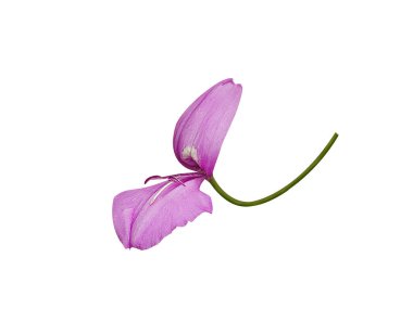 Beyaz arkaplanda izole edilmiş Dicliptera ya da katlanan ağaç çiçekleri