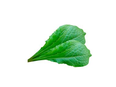 Lactuca serriola ya da süt devedikeni yaprakları beyaz arka planda izole edilmiş