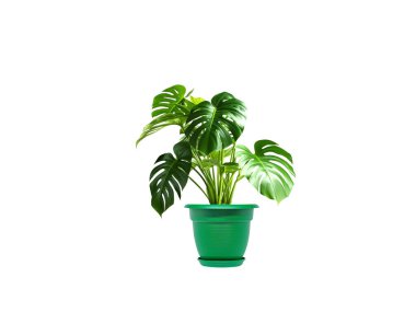 Monstera deliciosa veya İsviçre peynir bitkisi beyaz arka planda izole