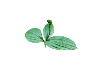 Malaxis tree or adder's mouth plant and buds isolated on white background clipart