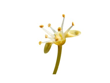 Beyaz arka planda izole edilmiş Lannea coromandelica ya da Hint dişbudak ağacı çiçekleri