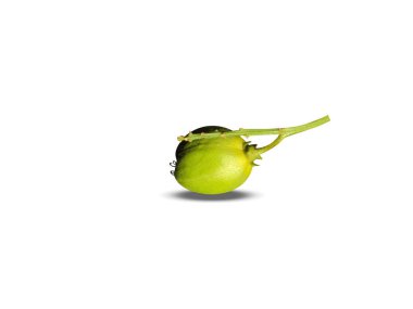 Croton tiglium veya temizleme croton yeşil meyveler beyaz arkaplanda izole