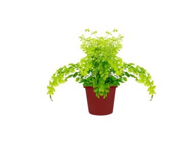 adiantum or walking maidenhair pot plant isolated on white background clipart