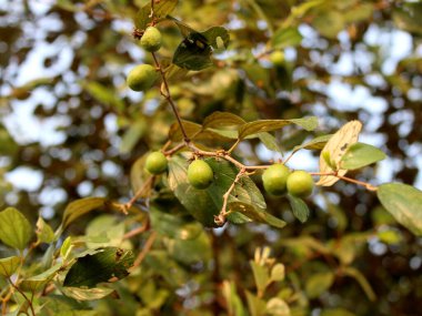 jujube veya Ziziphus zizyphus bitkisi ve meyveler