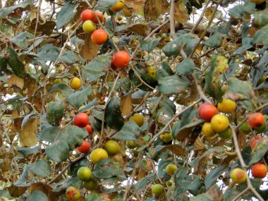 jujube veya Ziziphus zizyphus olgun ve yeşil meyveler