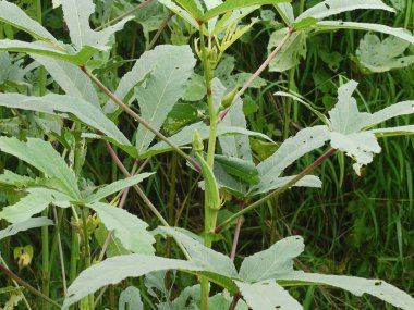 Bamya veya Abelmoschus esculentus bitki ve meyveler