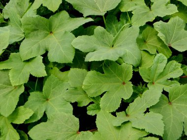 Okra or Abelmoschus esculentus leaves clipart