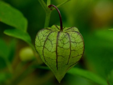 physalis or husk tomato plant and fruits clipart