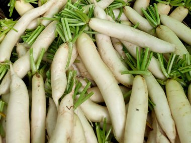 Raphanus sativus or white radish clipart