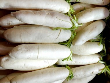 Raphanus sativus veya beyaz turp