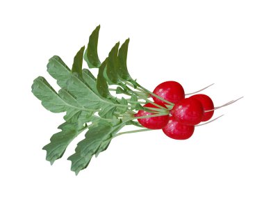 Raphanus sativus or red radish isolated on white background clipart