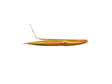 Andropogon ya da sakallı çimenler beyaz arka planda izole edilmiş kuru tohumlar