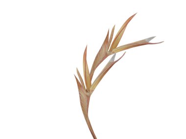 Andropogon or beard grass seeds isolated on white background clipart