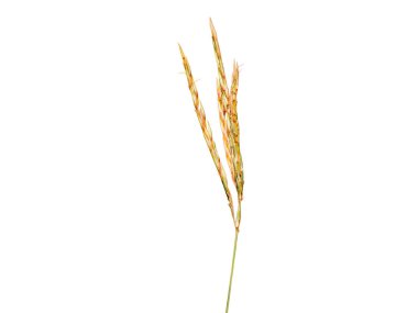 Andropogon or beard grass seeds isolated on white background clipart