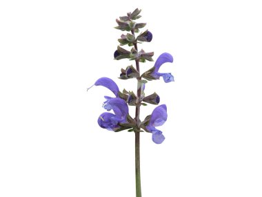 Salvia pratensis ya da çayır adaçayı bitkisi ve beyaz arka planda izole edilmiş çiçekler