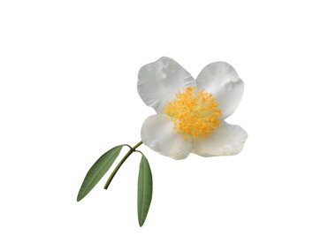 Mesua ferrea or Ceylon ironwood white flowers isolated on white background clipart