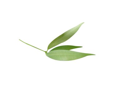 Mesua ferrea ya da Seylan demir ağacı yaprakları beyaz arka planda izole edilmiş.