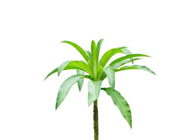 Lobelia nicotianifolia or wild tobacco plant isolated on white background clipart