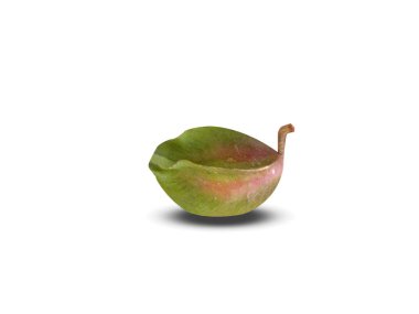 Terminalia arjuna or arjun green fruits isolated on white background clipart