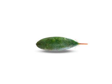 Passiflora tarminiana or green banana passionfruit isolated on white background clipart