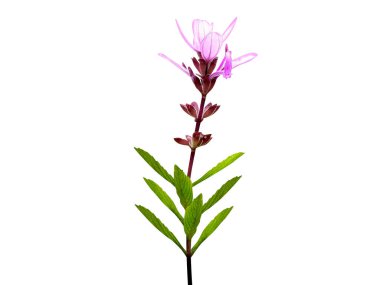 Syncolostemon or sagebushes plant with flowers isolated on white background clipart