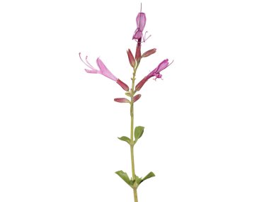 Beyaz arkaplanda izole edilmiş çiçekli sinkolostemon ya da sagebush bitkisi